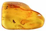 mm Fossil Cicada (Auchenorrhyncha) Nymph In Baltic Amber #123393-3